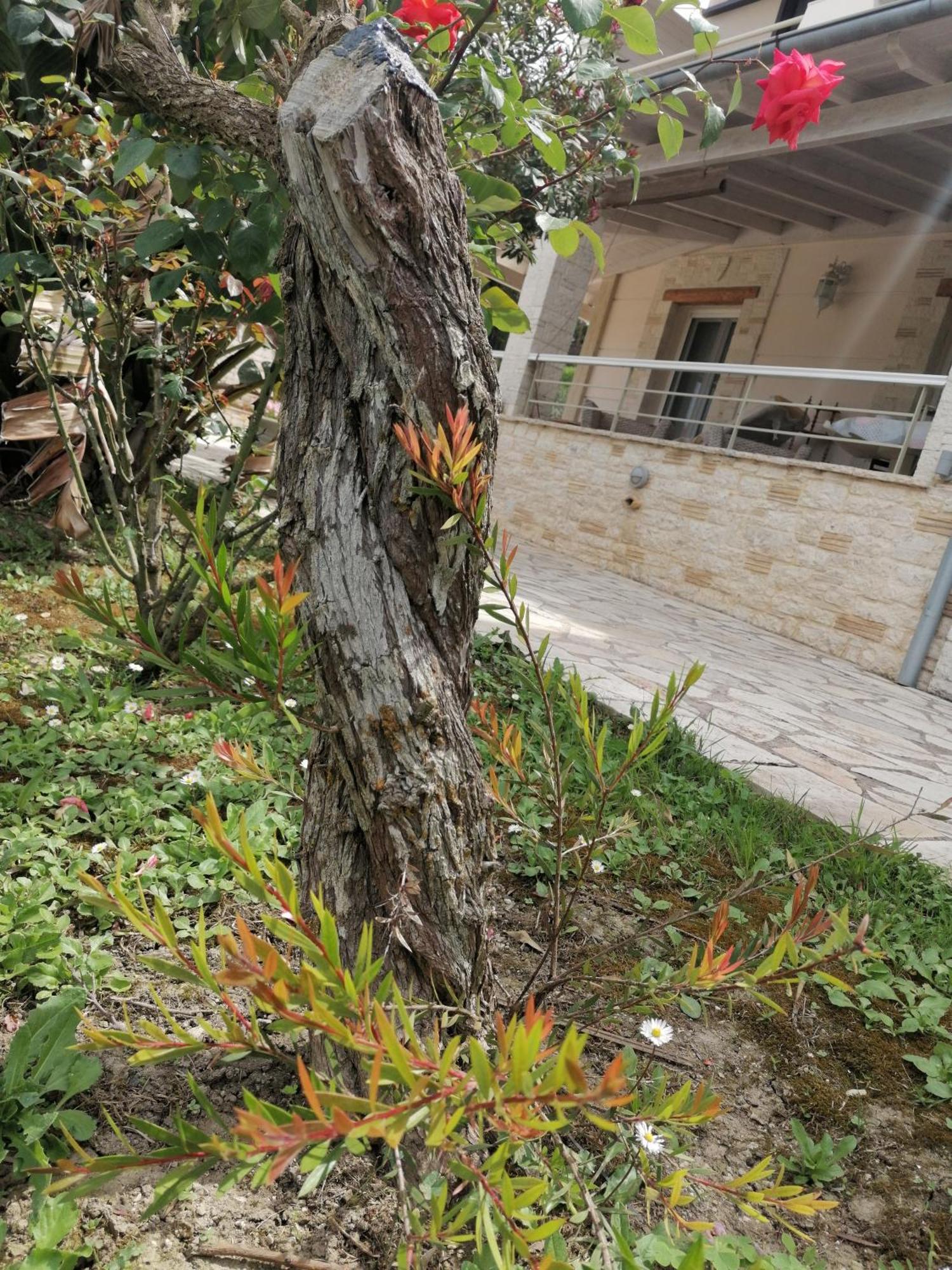 Makis Apartments アリラス エクステリア 写真